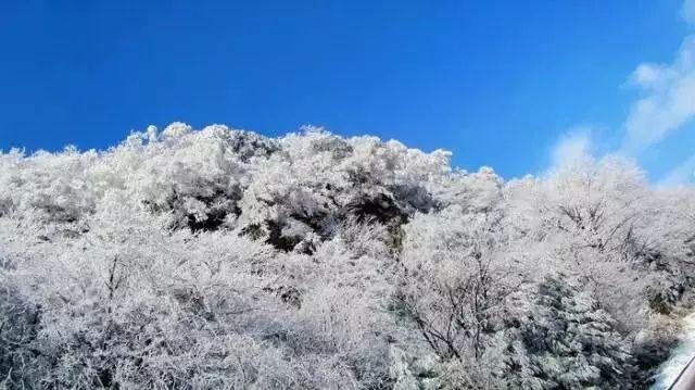 救援海盗章鱼
