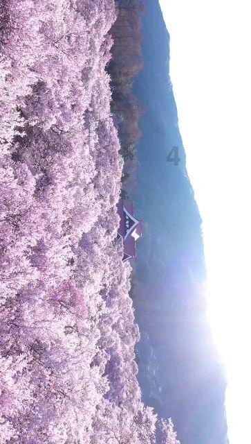 攀登高楼