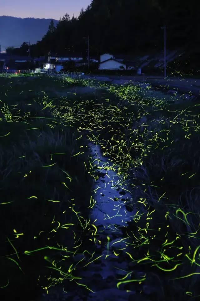 虎胆熊威2中文版