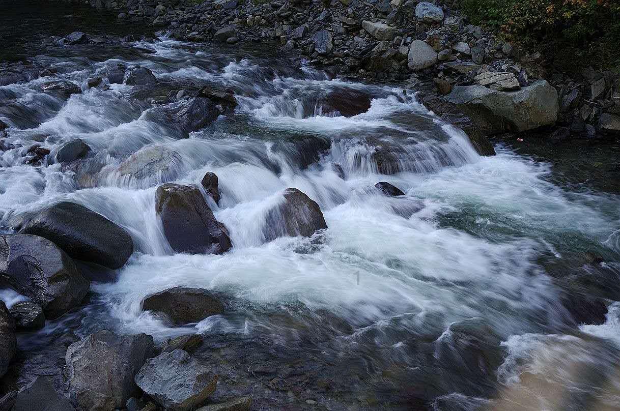 解救金刚鹦鹉